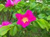 IMG_20190525_125133.thumb.jpg.f8b33adf293432b670c2a2a1a2ba2a7e.jpg