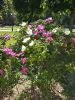IMG_20190526_144256.thumb.jpg.bb40c6418e5561f5c387d6e5a985c1bd.jpg