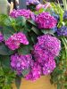 IMG_20190526_145918.thumb.jpg.bf131e3becb9aade0c3a35924cd77858.jpg