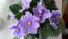 P_20190426_095222_vHDR_Auto.thumb.jpg.98575c3025f98dbb2cedd9f5d1c96998.jpg