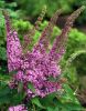 buddleya-fastsiniating.thumb.jpg.1f0855f5d0cdcd608f453be79f3cc452.jpg