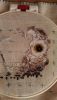 owl_04.jpg
