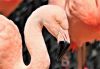 pink-flamingo-close-up.thumb.jpg.559604d25a4085a0d118598986b76537.jpg