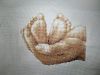 1.thumb.jpg.19b815b7ac905d4a4b23722e1f8ceccc.jpg