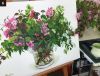 120984355_.thumb.jpg.ef7365e512a305da4b3659add97564ca.jpg