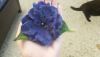 20190518_222548.thumb.jpg.c947a6a8da95687c29799b884da35bfe.jpg