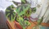 20190525_154130.thumb.jpg.d16bb8cf8421a36e135d3fe7d824cdaf.jpg
