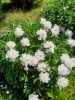 20190608_131733.thumb.jpg.d3613b67e16aa41a69f983e3aa9ea360.jpg