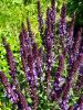 20190608_131749.thumb.jpg.af1be2f1e7feb8cbb79a1d32c82e537e.jpg