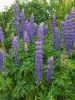 20190608_165641.thumb.jpg.9b81184a831c458babac77facff47cb9.jpg