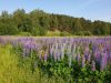 20190608_170546.thumb.jpg.a6f8a984a247b0abd287098828e99df6.jpg
