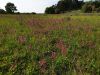 20190608_171036.thumb.jpg.bc1c04f4f57125714c6af31443ec5c66.jpg