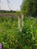 20190608_171430.thumb.jpg.053c08f06665170329b75a86a1e445c7.jpg