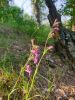 20190609_075224.thumb.jpg.4469673edc72d286ce1fc11a0e5a293a.jpg