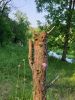 20190609_075452.thumb.jpg.06aae0fd543a1e1379cc29c826667b11.jpg