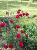 20190609_105503.thumb.jpg.a273cb674977c1ce7ed304cd96884fb5.jpg