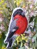 20190610_201946.thumb.jpg.c59755cf88bc1410ab2d9a129cdf3f38.jpg