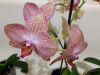 20190611_132844.thumb.jpg.1016838db277bceb8b16d07a46b0f882.jpg
