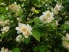 20190618_192339.thumb.jpg.fe84bfe200089c43ac20abe64c5093e0.jpg
