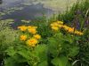 20190623_164428.thumb.jpg.2439ab8e99d34c92943fc8521e5858d6.jpg