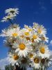 8p_wTh-WB08.thumb.jpg.acffdf80ccedf3ebf8aba466128a229d.jpg