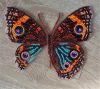 Butterfly10-4.thumb.JPG.7293d5fedc9f750ffa7376d7040326dc.JPG