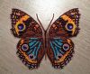 Butterfly10-5.thumb.JPG.885f14fcd8ea6f155aeecb652edcccc1.JPG