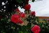 CA8B6AE7-6430-4B03-A0B7-03EC5F7378DA.thumb.jpeg.15e1687fc92ab2ea25ab0aa6fbb9a7cc.jpeg