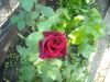 DSCN2104.thumb.JPG.9beba1b9faada252bb97db2d0ec0e551.JPG