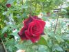 DSCN2109.thumb.JPG.3c40a0e64a937afacc0c8c894ad8ca5c.JPG
