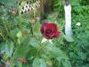 DSCN2110.thumb.JPG.f82f30f7589a4418fbfc6e5c1213f711.JPG