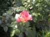 DSCN2117.thumb.JPG.e6bdcd4d275373ecc3c26d29049e4f95.JPG