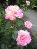 DSCN2177.thumb.JPG.f663a82439e5ff29c362ef88fe513b00.JPG