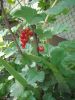 DSCN2208.thumb.JPG.e005a96f4adc13d6978ba5f7dc316668.JPG
