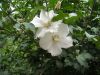 DSCN2262.thumb.JPG.0223f3a29f58c6a79bc739e4088f8c13.JPG