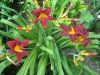 DSCN2263.thumb.JPG.344a9bacfddc24e42d31120cde9ec00b.JPG