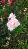 DSC_0761.thumb.JPG.5af8e5714c2d4439c7fcc39066777cd8.JPG