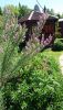 DSC_1096.thumb.JPG.4801c1de06bd257affa7a377ad877ea4.JPG