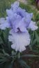 DSC_1117.thumb.JPG.5022b7c9f3d9cc9fc4dbbbbe23424fa2.JPG