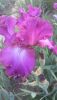 DSC_1121.thumb.JPG.36f8031dfe35d2c3538274917623da5b.JPG