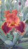 DSC_1129.thumb.JPG.ef599cf6ff318518cfb9bbb36abe2086.JPG