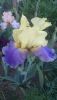 DSC_1135.thumb.JPG.2369319084f75840f212982091c5b8c8.JPG