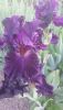 DSC_1141.thumb.JPG.f576da5facb1c66844565cb3a0798ea2.JPG