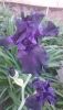 DSC_1145.thumb.JPG.f663680192fce5ff019902bcab7b1a65.JPG