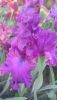 DSC_1148.thumb.JPG.4b9f9aff58e48b1cef532ff2dff621c7.JPG