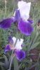 DSC_1150.thumb.JPG.c417354823858b5d16663a7ccd7242a1.JPG