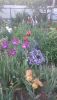 DSC_1157.thumb.JPG.51623a1a21fe38d7194d6ad7d331e7d4.JPG