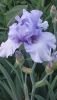 DSC_1159.thumb.JPG.b2b55b93584f7c35ba157e38bdd4fdbe.JPG