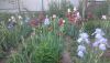 DSC_1160.thumb.JPG.7fd045665aae14c1f55532a6a74fd8fc.JPG
