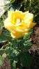 DSC_1166.thumb.JPG.4dfddb2a42fb82794d5cc2219474f27b.JPG